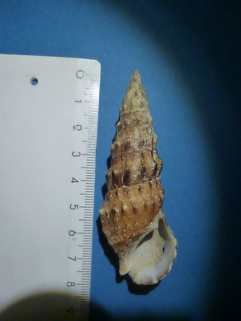 Cerithium 2